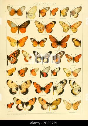 'Français: Adalbert Seitz Die Gross-Schmetterlinge der Erde 13: Die Afrikanischen Tagfalter. Plaque XIII 60 a Acraea unimaculata Grose-Smith, 1898 synonyme d'Acraea cerasa Hewitson, 1861 *Acraea eugenia Karsch, 1893 Acraea aubyni Eltringham, 1912 Acraea mansya Eltringham, 1911 Acraea ranana Eltringham, 1912 Acraea peneleos F. lacraacrana, 1912 Acraea, 1912 Acraea, 1912 Acraea, 1912 Acraea, 1912 Acraea, 1912 Acraea, 1912 Acraea, 1912 Acraea, 1912 Acraea, 1912 Acrana, 1912 Acrrrrrrrrrrrrrrrrr 1911 c Acraea Aureola Eltringham, 1911 synonyme d'Acraea onerata Trimen, 1891 Acraea wigginsi Neave, 1904 Acraea doublement edayi Guérin-Méneville, 'Français: Adalbert Seitz Die Gross-Schmetterlinge der Erde 13: Die Afrikanischen Tagfalter. Plaque XIII 60 a Acraea unimaculata Grose-Smith, 1898 synonyme d'Acraea cerasa Hewitson, 1861 *Acraea eugenia Karsch, 1893 Acraea aubyni Eltringham, 1912 Acraea mansya Eltringham, 1911 Acraea ranana Eltringham, 1912 Acraea peneleos F. lacraacrana, 1912 Acraea, 1912 Acraea, 1912 Acraea, 1912 Acraea, 1912 Acraea, 1912 Acraea, 1912 Acraea, 1912 Acraea, 1912 Acraea, 1912 Acrana, 1912 Acrrrrrrrrrrrrrrrrr 1911 c Acraea Aureola Eltringham, 1911 synonyme d'Acraea onerata Trimen, 1891 Acraea wigginsi Neave, 1904 Acraea doublement edayi Guérin-Méneville,
