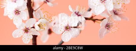 Bannière avec branches à fleurs printanières délicates se rapprochez sur le fond de corail. Beauté naturelle des détails. Le concept de printemps, de féminité, de sensualité. Banque D'Images