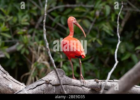 Scarlet ibis, Eudocimus ruber, LOS LLANOS, Venezuela, Amérique du Sud, Amérique Banque D'Images