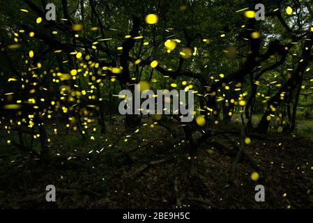 Vol lucicole abstrait et bokeh dans la forêt sauvage. Lucioles Lampyridae volantes dans la forêt la nuit en Bulgarie. Banque D'Images