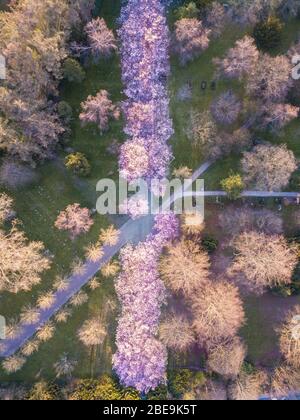 Cherry Tree blossoming au cimetière Bispebjerg, Danemark Banque D'Images