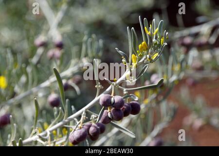 Staubiger Zeiland - Neochamaelea pulverulenta, Güimar, Teneriffa, Kanaren, espagnol Banque D'Images