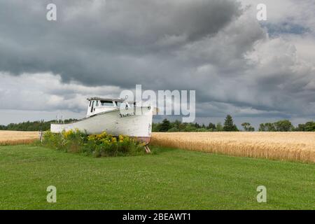 En décades, un vieux bateau de pêche abandonné dans un champ de l'Île-du-Prince-Édouard, canada Banque D'Images