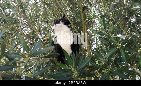 Un chat noir et blanc domestique assis dans les branches d'un olivier. Crédit: James Boardman Banque D'Images