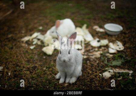 Un joli lapin gris regarde dans le cadre. Banque D'Images