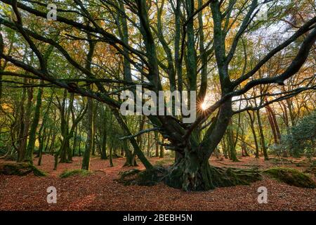 En soirée, des cours d'eau au soleil traversent les bois d'automne, Cornwall Banque D'Images