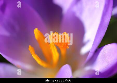 Gros plan sur un Crocus violet. Macro. Banque D'Images