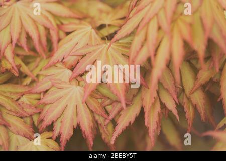 Une image d'arrière-plan nature du détail et de la proximité d'un arbre jaune Maple Acer avec des feuilles délicates et de l'espace de copie Banque D'Images