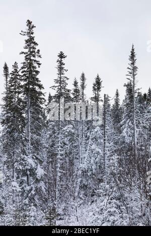 Forêt enneigée d'épinette et de sapin le long de la route Burgeo, route 480, à Terre-Neuve, Canada Banque D'Images