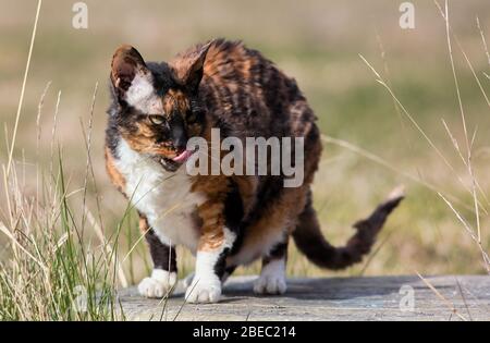 Le chat Cornish Rex liait sa bouche Banque D'Images