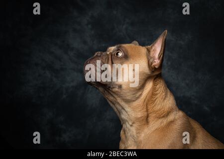 Photos de Bulldog en français sur fond, portrait de studio Banque D'Images