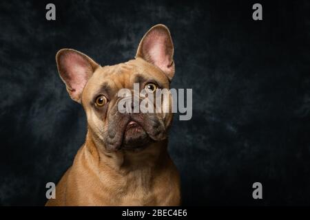 Photos de Bulldog en français sur fond, portrait de studio Banque D'Images
