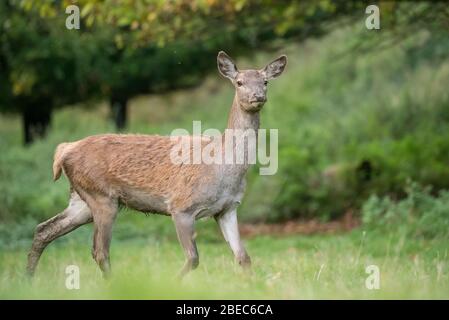 Deers de Studley Park Banque D'Images
