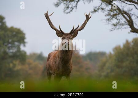 Deers de Studley Park Banque D'Images