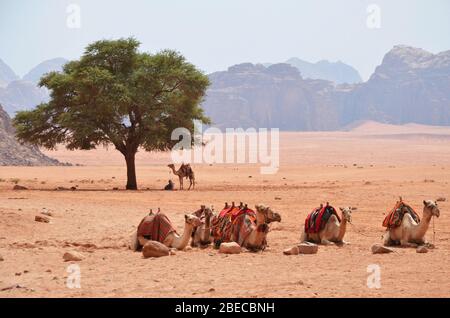 Chameaux en attente des touristes à Wadi Rum Jordanie Banque D'Images