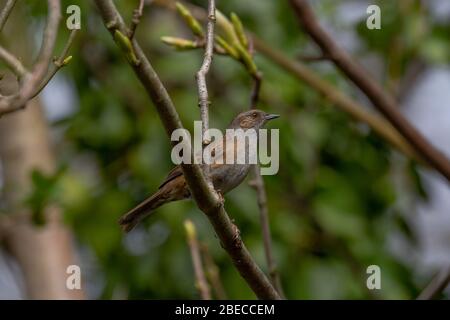 Dunnock, Prunella modularis. Adulte unique dans l'arbre. Ressort. Îles britanniques Banque D'Images