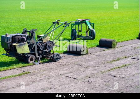 Terrain avec gazon de haute qualité, polyvalent et de haute qualité pour pelouse saine, verte et résistante, rouleaux d'herbe pour gazon prêts à l'emploi Banque D'Images