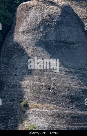 Meteora, la formation de roches bien connues en Grèce centrale, les chèvres marchent sur les rochers, les Balkans, la Grèce Banque D'Images