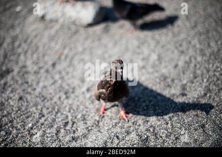 Un pigeon sur la plage mange du pain blanc. Banque D'Images