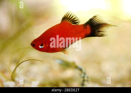 Platy (Xiphophophorus maculatus), un aquarium d'eau douce populaire Platy oder auch Spiegelkärpfling (Xiphophorus maculatus), éine beliebter Süßwasser- Banque D'Images