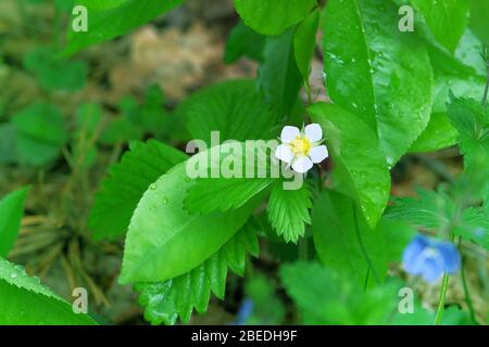 Les buissons de fraises sauvages s'épanouissent. Fraises en croissance dans le jardin. Gros plan. Banque D'Images