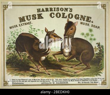 Harrison's musk cologne. Philadelphie (cerf musqué) Banque D'Images