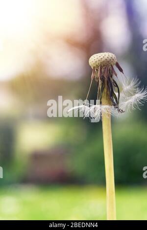 graines de pissenlit sur fond flou dans des couleurs pastel avec un look vintage Banque D'Images