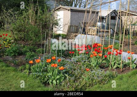 Jardin d'allotissement avec tulipes orange et rouge et deux hangars en arrière-plan Banque D'Images
