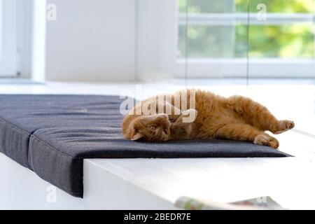 Cat se détendant sur sa place au bureau Banque D'Images