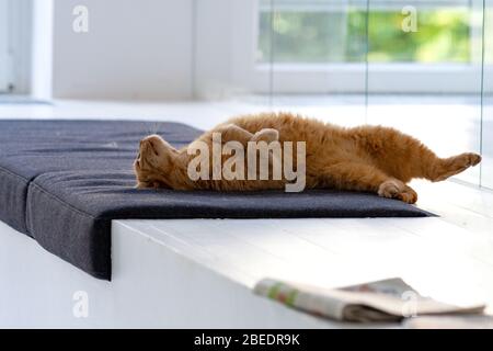 Cat se détendant sur sa place au bureau Banque D'Images