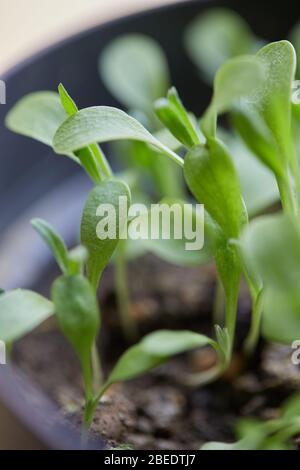 plantes jardin de légumes vers le haut Banque D'Images