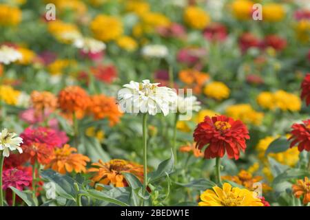 Une petite abeille approche la fleur blanche avec amour Banque D'Images