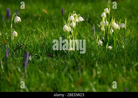 Flocon de neige printanière (Leucojum vernum), Schleswig-Holstein, Allemagne, Europe Banque D'Images