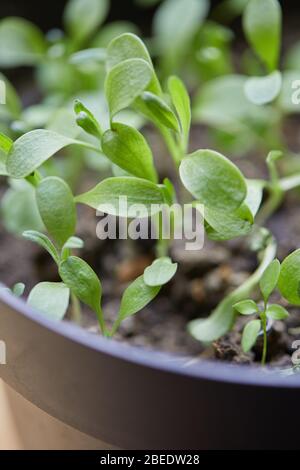 plantes jardin de légumes vers le haut Banque D'Images