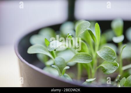 plantes jardin de légumes vers le haut Banque D'Images