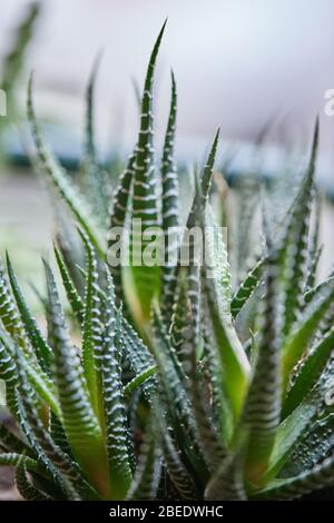 plantes jardin de légumes vers le haut Banque D'Images