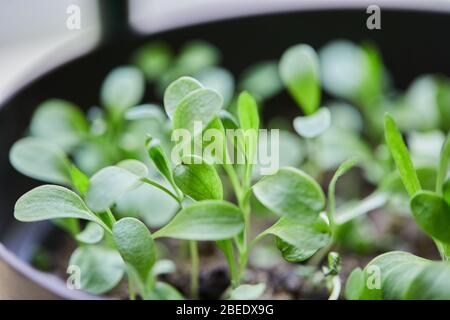 plantes jardin de légumes vers le haut Banque D'Images