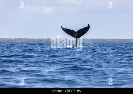 Aileron de queue de baleine sur la surface jeune bosse jouant l'éclaboussures de la vague de l'océan Pacifique