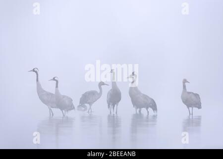 Troupeau de grues communes / grue eurasienne (Grus griss) groupe avec des jeunes reposant dans l'eau peu profonde pendant la brume dense tôt le matin en automne / automne Banque D'Images