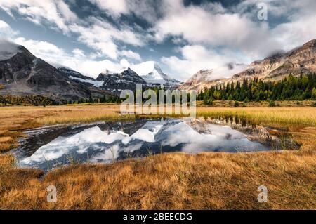 Réflexion du mont Assiniboine sur l'étang dans la prairie dorée du parc provincial, Colombie-Britannique, Canada Banque D'Images