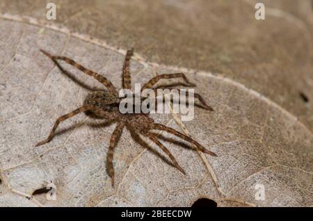 Wolf Spider, Schizocosa sp., sur la litière de feuilles au sol forestier Banque D'Images