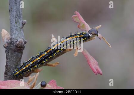 Hapla Moth, Hapla lecontei, larva se nourrissant au Blackjack Oak, Quercus marilandica, feuilles fraîchement émergea au printemps Banque D'Images