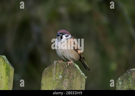 Un sparrow d'arbre eurasien (Passer montanus) perché sur une clôture de jardin en bois Banque D'Images