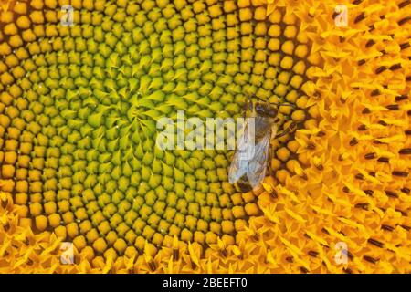 Une abeille se nourrissant sur une fleur de soleil en Provence, France Banque D'Images