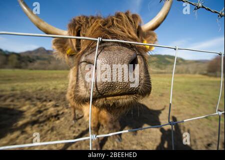 Cumbernauld, Royaume-Uni. 13 avril 2019. Photo: Une vache de haute-terre avec un long manteau de fourrure et de longues cornes pointues vu poser pour la caméra dans le soleil de printemps dans le Loch Lomond et le parc national de Trossachs. Crédit : Colin Fisher/Alay Live News Banque D'Images