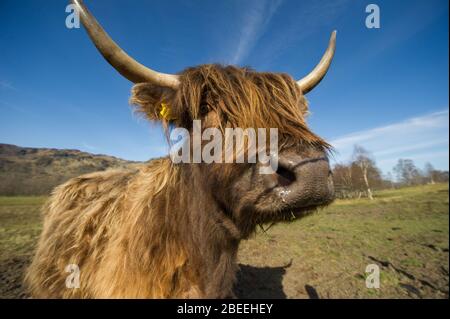 Cumbernauld, Royaume-Uni. 13 avril 2019. Photo: Une vache de haute-terre avec un long manteau de fourrure et de longues cornes pointues vu poser pour la caméra dans le soleil de printemps dans le Loch Lomond et le parc national de Trossachs. Crédit : Colin Fisher/Alay Live News Banque D'Images