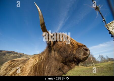 Cumbernauld, Royaume-Uni. 13 avril 2019. Photo: Une vache de haute-terre avec un long manteau de fourrure et de longues cornes pointues vu poser pour la caméra dans le soleil de printemps dans le Loch Lomond et le parc national de Trossachs. Crédit : Colin Fisher/Alay Live News Banque D'Images