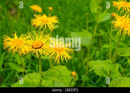 Fleurs jaunes des prés, fleurs jaunes des champs d'elecampane, Inula helenium, également appelé cheval-guérir ou Elfdock Banque D'Images