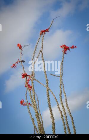 Les extrémités d'un cactus ocotillo, recouvert de fleurs rouges, atteint pour un ciel nuageux au Monument National de la pipe d'orgue. Banque D'Images