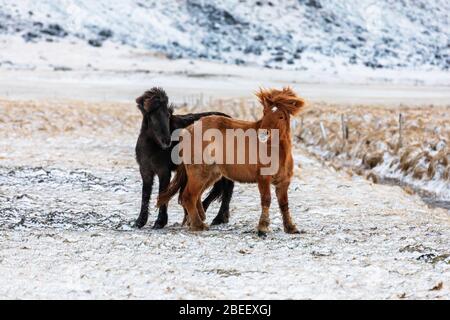 Paire de chevaux islandais, un noir et un châtaignier, dans un pré gelé et enneigé. Hiver en Islande. Banque D'Images